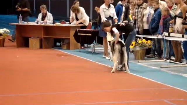 выставка лидер ит 15.09.2013 ринг хаски http://zoofortuna.rusff.ru/ смотреть онлайн