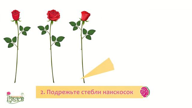 Как ухаживать за цветами! Правильный уход. смотреть онлайн