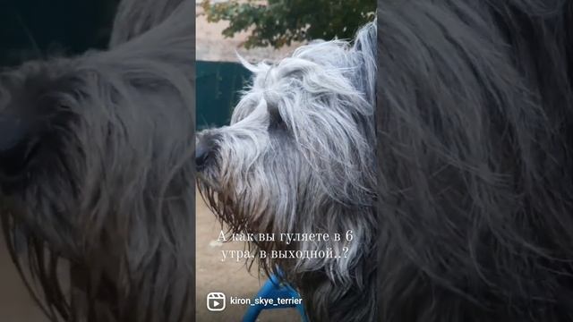 скай-терьер Кирошка, или по взрослому Ноап Чароит Кирон