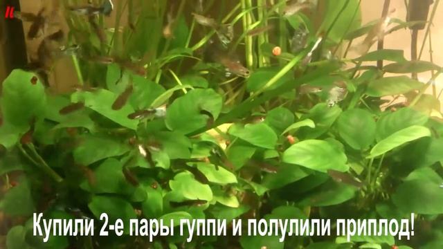 Аквариум с гуппи и гурами. смотреть онлайн