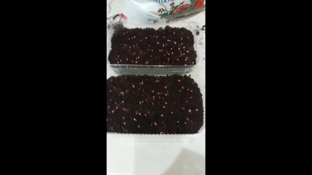 Подготовка и посев семян томатов помидоров в домашних условиях смотреть онлайн