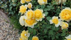 Роза Зе Поэтс Вайф. Английские розы в Подмосковье