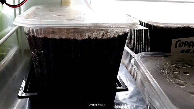 Рассада на 19 марта 2023 года. смотреть онлайн