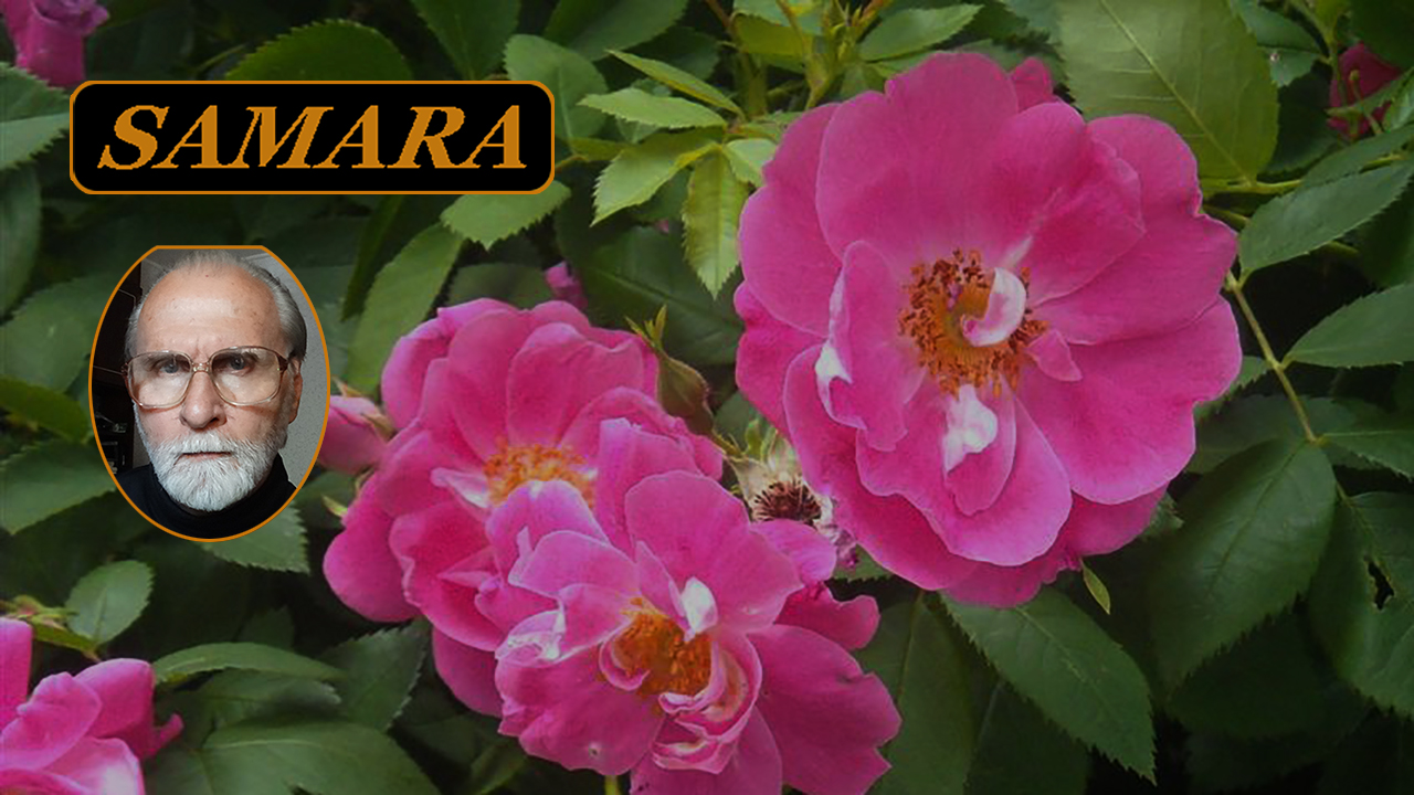 Ботанический сад и окрестности. Самара. Цветы сентября. Botanical Garden and surroundings. Samara. смотреть онлайн