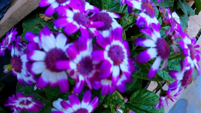 Amazing Flowers | Beautiful Flowers | Orchids | Petunia | Flower Lovers | Flower Status смотреть онлайн
