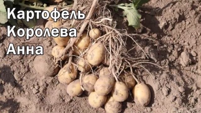 Картофель Королева Анна Фото смотреть онлайн