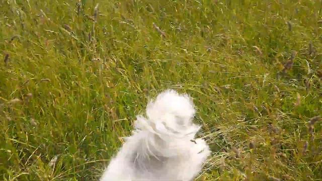 18.06.23 Нижний Новгород (Лугомари , Горномари) смотреть онлайн