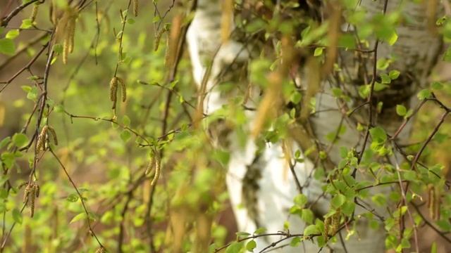 A Year in the Life of a Silver Birch смотреть онлайн