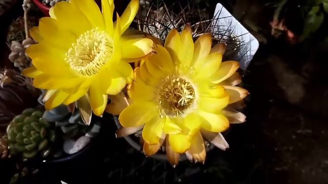 My Cactus Acanthocalycium Glaucum (Echinopsis Glaucina) beautiful Yellow Flowers!