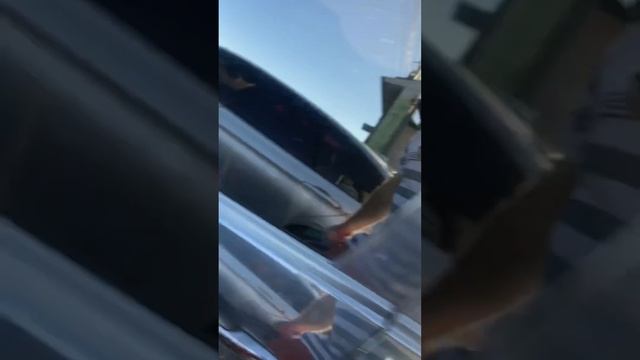 Mazda 3 Mazda 5 Tcm timón hidráulico pcm guatemala смотреть онлайн