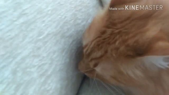 Приветствие рыжего кота смотреть онлайн