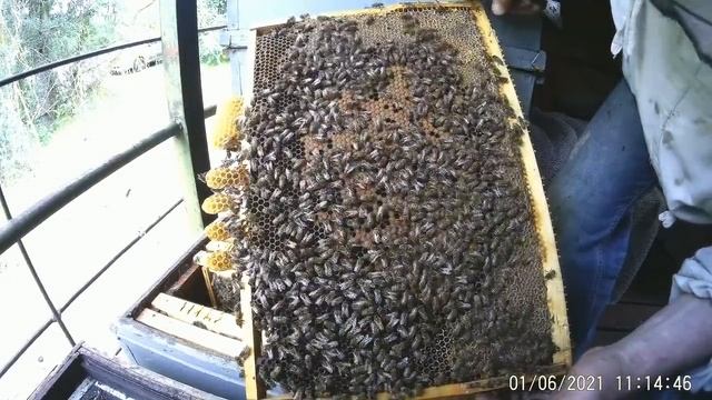 Пчела и В АФРИКЕ пчела.Пчелопакеты на БЕЛОЙ АКАЦИИ. смотреть онлайн