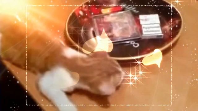 Добрых вам снов @ Мои домашние питомцы