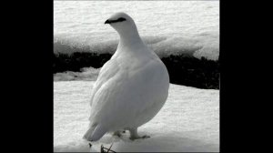 Белая куропатка