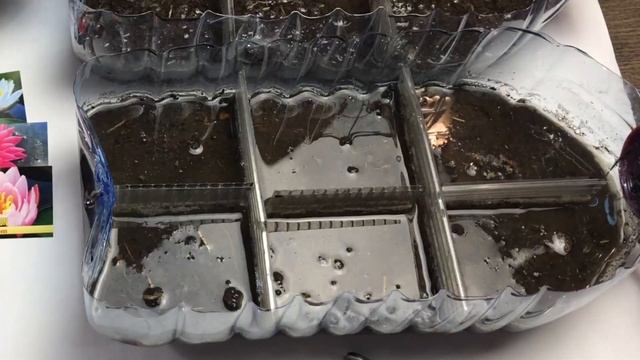 Нимфея из семян. Как вырастить дома нимфею? Эксперимент. Часть #1 [Хобби Дом] смотреть онлайн