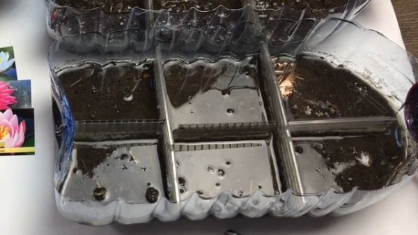 Нимфея из семян. Как вырастить дома нимфею? Эксперимент. Часть #1 [Хобби Дом]