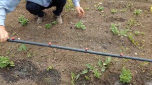 Капельный полив для картофеля.