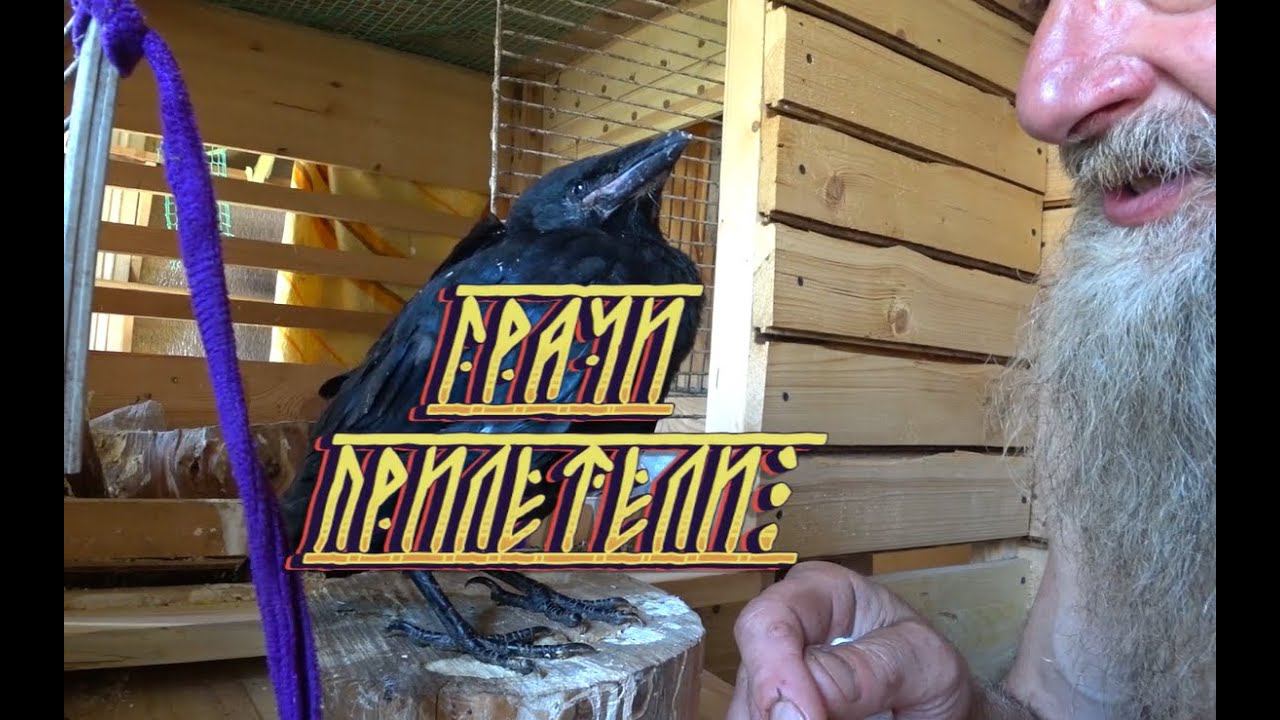 Хитрая наука кормления грача. смотреть онлайн