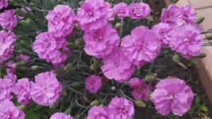 Дачный влог. Красивые цветы в саду