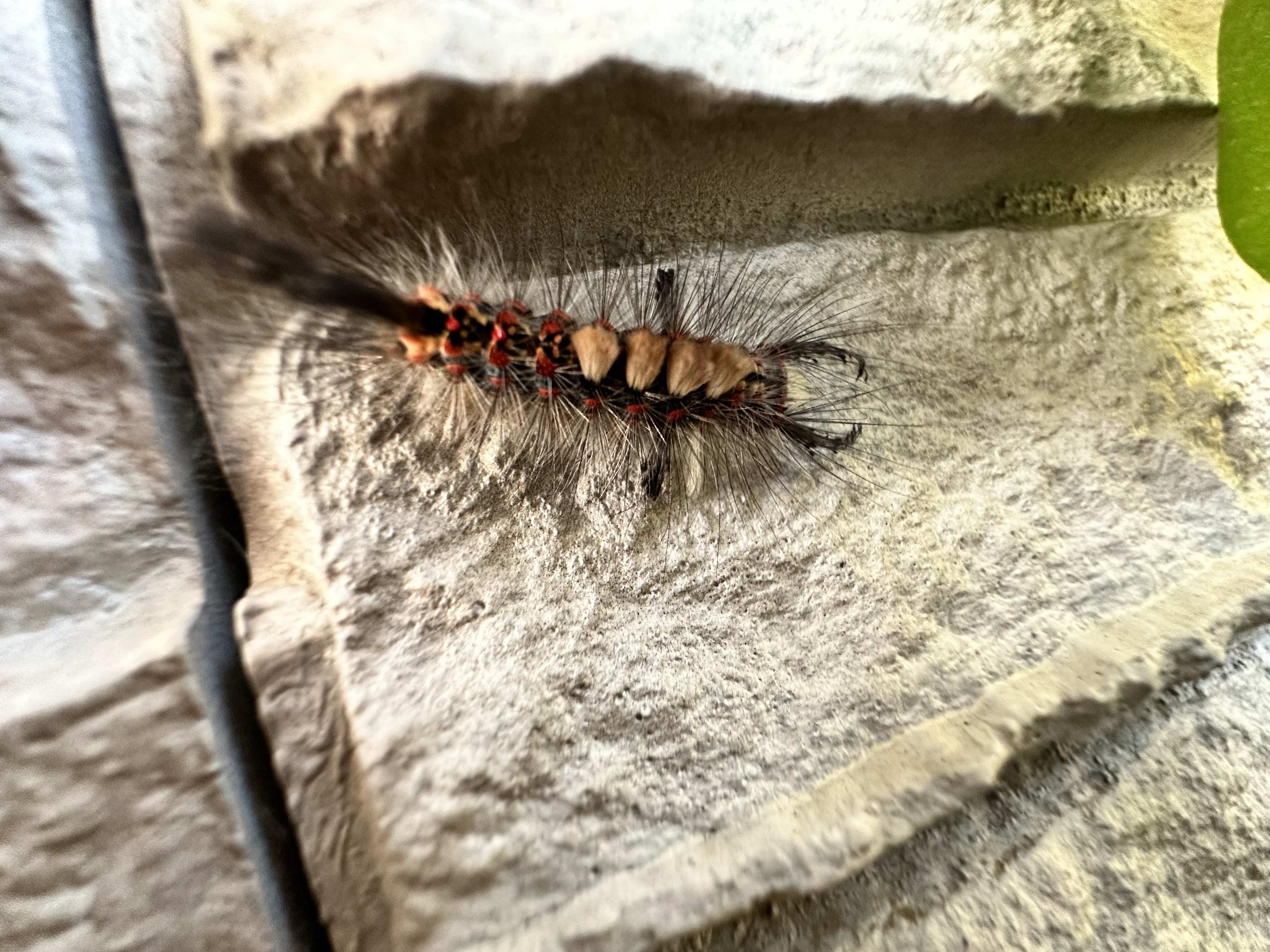 Дьявольская Гусеница ?#ужас