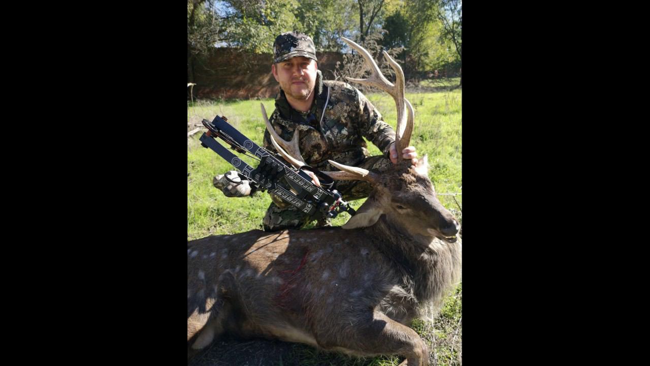 Превью ролика Охоты с лука на оленя в Вольере. смотреть онлайн