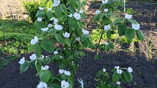 Цветёт айва Мария. смотреть онлайн