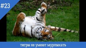 50 интересных фактов о тиграх