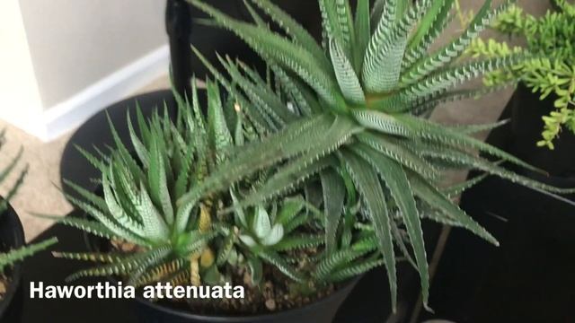 Aloe, Agave and Haworthia Collection Update December 2019 смотреть онлайн
