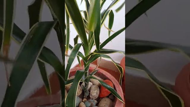 Dracaena reflexa (song of india)best indoor plant care n tips#decorative and air purifying plant смотреть онлайн