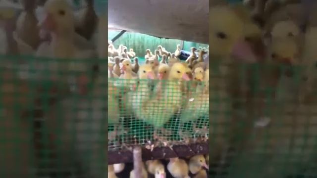 Купить гусят оптом – цена дешевле смотреть онлайн