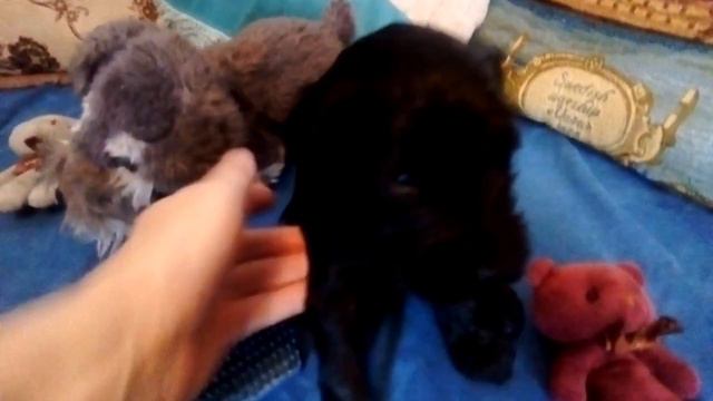 п-к Роман-Кош. Багрово-голубой мальчик. помет Х. 25 дн. м. Цирцея - о. АР Зигзаг Удачи. 25.02.23. смотреть онлайн