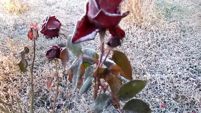 Первый осенний заморозок. Замороженный цветы, растения/ Ferst autumn frost. Frozen flowers, plants. смотреть онлайн