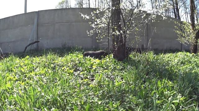 вьетнамские вислобрюхие свиньи( выгодное содержание в поле) смотреть онлайн