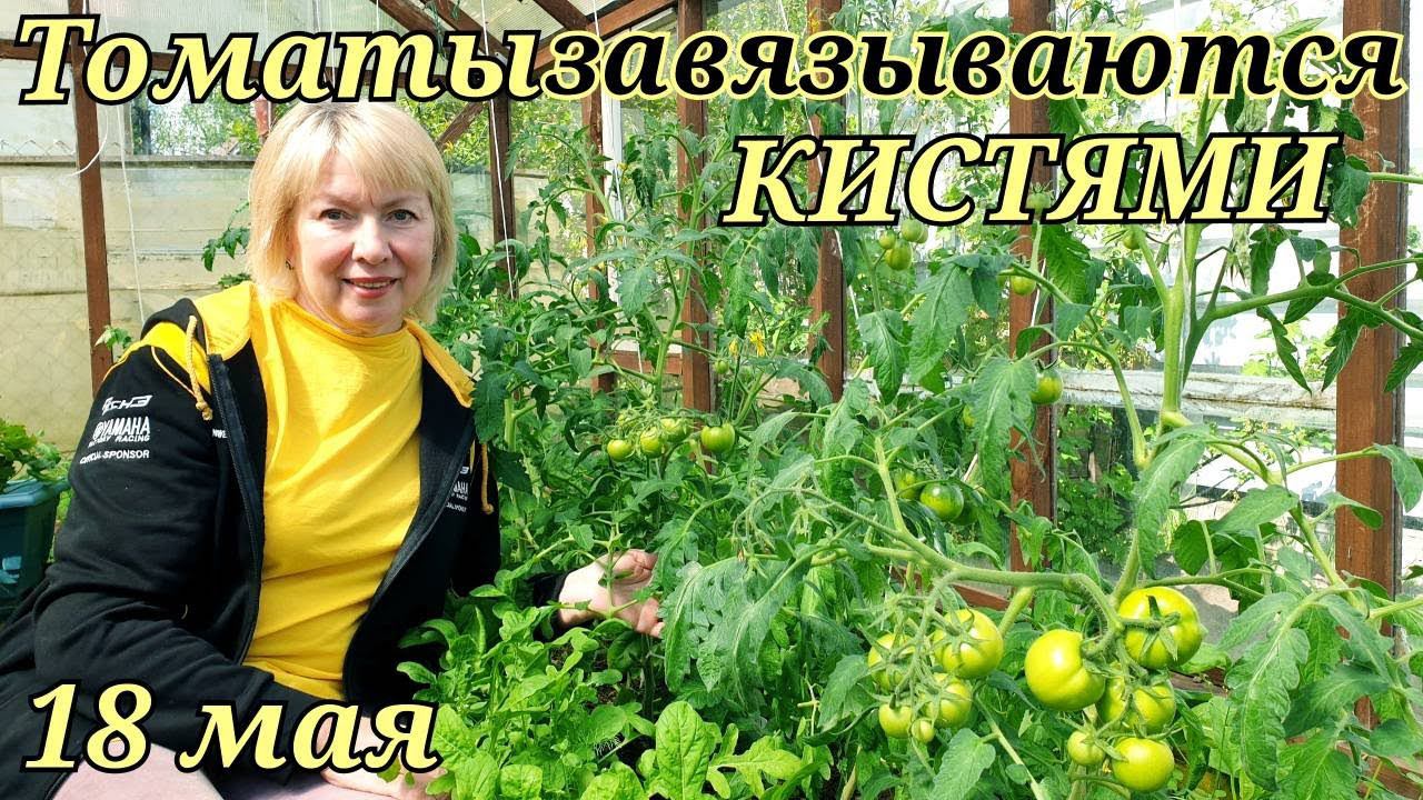 Высаживаю ТОМАТЫ НЕ ПО ПРАВИЛАМ Холодный грунт и ПЕРЕРОСШАЯ РАССАДА Обзор сортов. смотреть онлайн