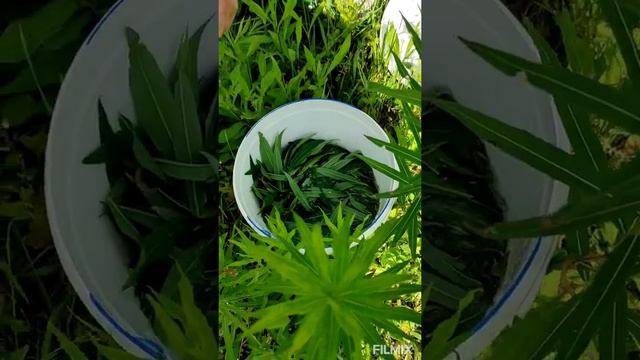 Надо ли мыть листья иван-чая? смотреть онлайн