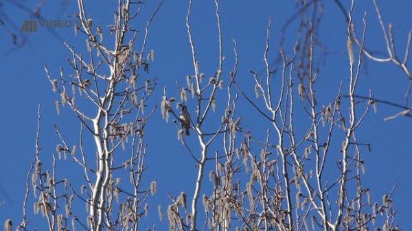 Пение певчего дрозда. Голоса птиц. AllVideo.