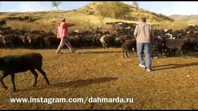 Гиссарские овцы, гости из Казахстана в хозяйстве Ходжи Низома смотреть онлайн