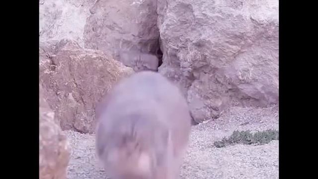 15000 манулов смотреть онлайн