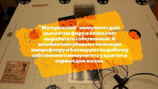 Подготовка яиц к инкубации. Бройлер КОББ 500 смотреть онлайн