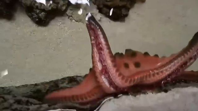 Kids touching starfish & Horseshoe crab at River Safari of Singapore Zoo смотреть онлайн