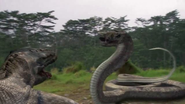 Komodo VS Cobra - Fight Scene смотреть онлайн