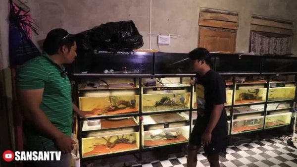 Chana kualitas TOP di CHANA JOGJA-piala kontes chananya banyak bener