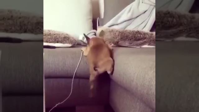 Чемпион по высоким диванам) смотреть онлайн