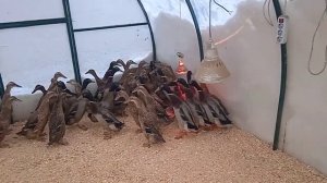 индийские бегунки в глухозимье