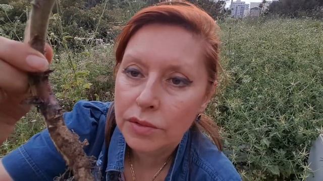 Обзор Мандрагоры урожай.СмотритеМужики!Mandrake. Look Guys!#сад #мандрагора #море#горы#прогулка# смотреть онлайн