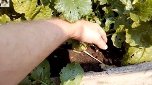 Как вырастить репу петровскую на огороде