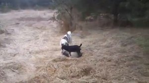 Ягдтерьер и Лайка в паре. Охота на кабана