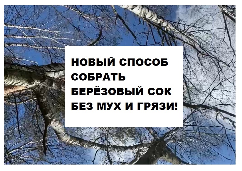 Как собирать березовый сок без мух и мусора! Новый отличный способ