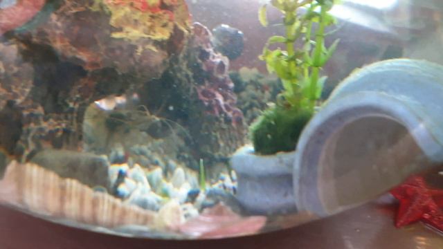 Мой удивительный мир. Улиточник - Инопладурник - Подводный сад смотреть онлайн