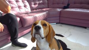 ШЕРЛОК БОИТСЯ. БАТЯ ПОМОГ ЩЕНКУ. БРОС ШОУ ПЕТ